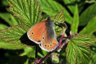 Rus Zpzp Perisi (Coenonympha leander)