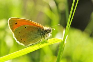 Kafkasya Zpzp Perisi (Coenonympha symphita)