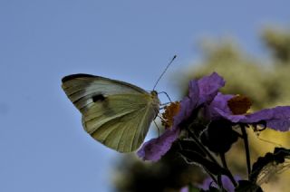 Byk Beyazmelek  (Pieris brassicae)