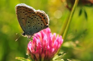 Gm Lekeli Esmergz (Plebejus argus)