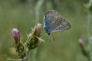 okgzl Mavi (Polyommatus icarus)