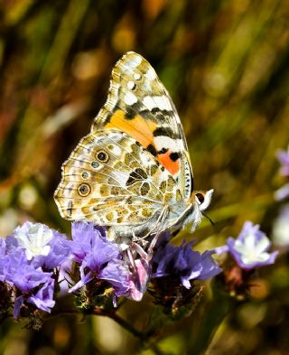 Diken Kelebei (Vanessa cardui)