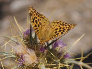 Kaplan Krlangkuyruk (Papilio alexanor)