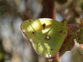 Sar Azamet (Colias croceus)