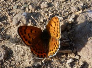 Kk Ate Gzeli (Lycaena thersamon)