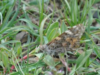 Diken Kelebei (Vanessa cardui)