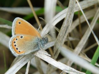 Rus Zpzp Perisi (Coenonympha leander)