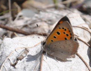 Benekli Bakr Gzeli (Lycaena phlaeas)