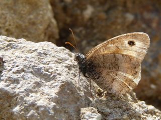 Seyit (Arethusana arethusa)