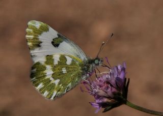 Benekli Bakr Gzeli (Lycaena phlaeas)