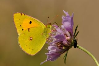 Sar Azamet (Colias croceus)