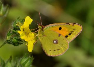 Sar Azamet (Colias croceus)