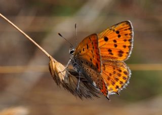 Kk Ate Gzeli (Lycaena thersamon)