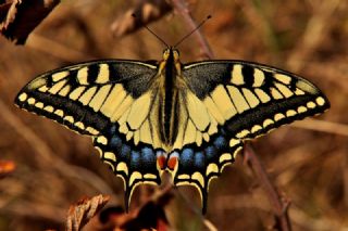 Krlangkuyruk (Papilio machaon)