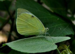 Byk Beyazmelek  (Pieris brassicae)