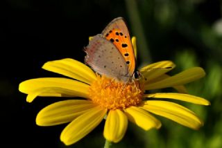 Benekli Bakr Gzeli (Lycaena phlaeas)