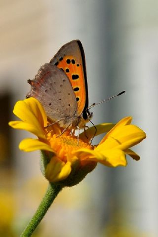 Benekli Bakr Gzeli (Lycaena phlaeas)