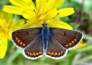 okgzl Esmer (Aricia agestis)