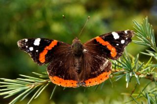 Atalanta (Vanessa atalanta)