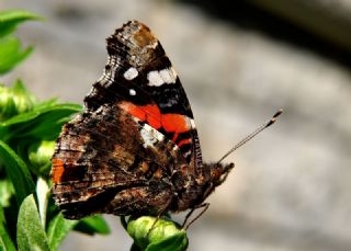 Atalanta (Vanessa atalanta)
