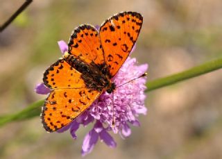 Benekli parhan (Melitaea didyma)