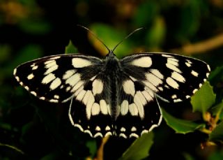 Orman Melikesi (Melanargia galathea)