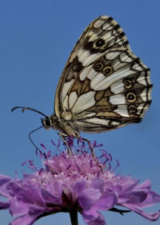 Orman Melikesi (Melanargia galathea)