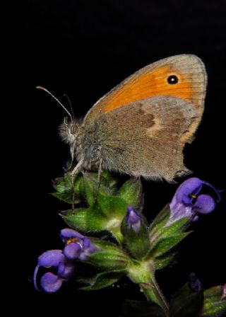 Kk Zpzp Perisi (Coenonympha pamphilus)