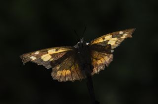 itlembik Kelebei (Libythea celtis)