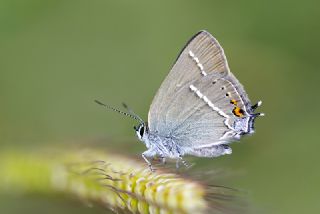 Gzel Sevbeni (Satyrium spini)
