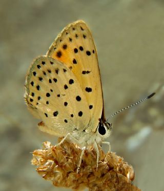 Alev Ategzeli (Lycaena kefersteinii)