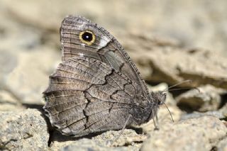 Anadolu Karamelei (Hipparchia fatua)