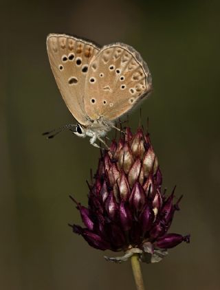 Anormal okgzl (Polyommatus admetus)