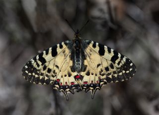 Orman Fistosu (Allancastria  cerisyi)