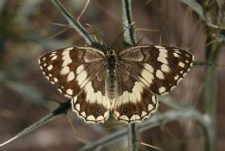 Anadolu Melikesi (Melanargia larissa)