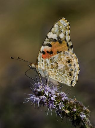 Diken Kelebei (Vanessa cardui)