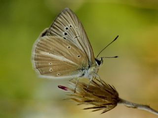 okgzl Anadolu Beyaz (Polyommatus menalcas)