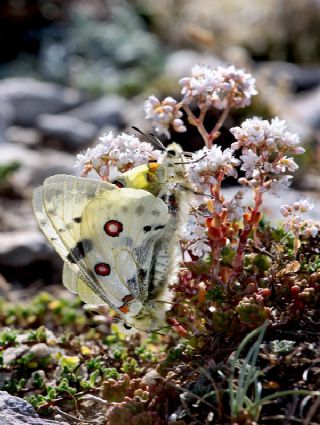 okgzl Esmer (Aricia agestis)