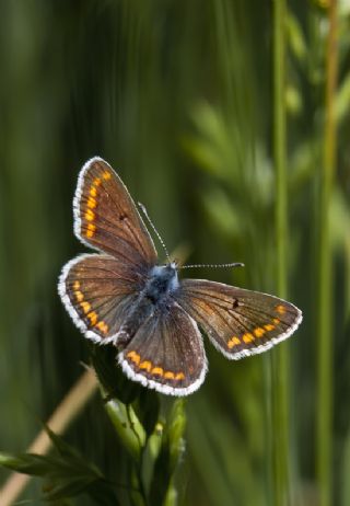 okgzl Esmer (Aricia agestis)