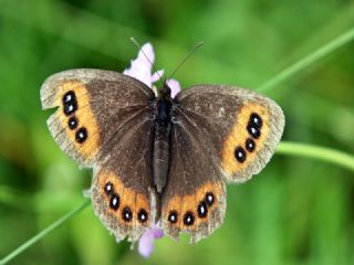 sko Gzelesmeri (Erebia aethiops)