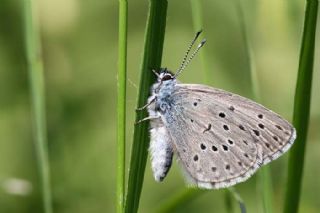 Gzel Zpzp (Pyrgus cinarae)