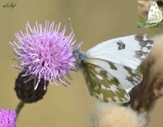 Yeni Beneklimelek (Pontia edusa)