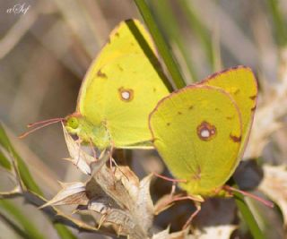Sar Azamet (Colias croceus)
