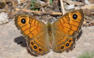 Kk Esmerboncuk (Lasiommata megera)