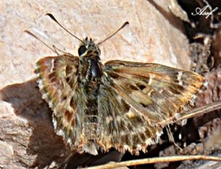 Hatmi Zpzp (Carcharodus alceae)