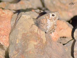 Aa Karamelei (Hipparchia statilinus)
