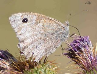 Aa Karamelei (Hipparchia statilinus)