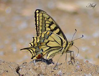 Krlangkuyruk (Papilio machaon)