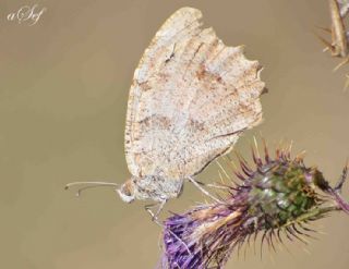 Cad (Chazara briseis)