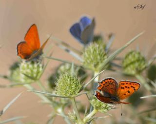 Kk Ate Gzeli (Lycaena thersamon)